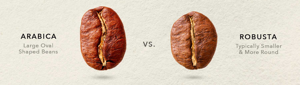 Arabica vagy Robusta?