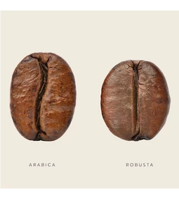 Arabica vagy Robusta? – Amit mindenképp tudnod kell róla